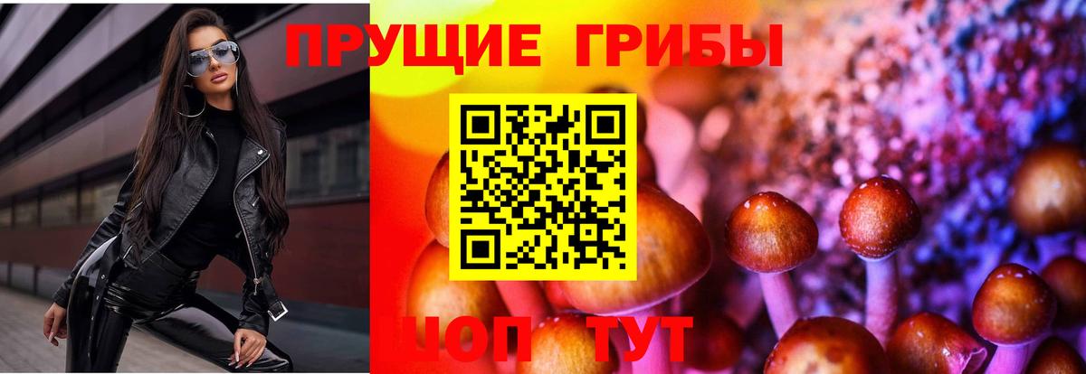 Галлюциногенные грибы Psilocybe Губкинский